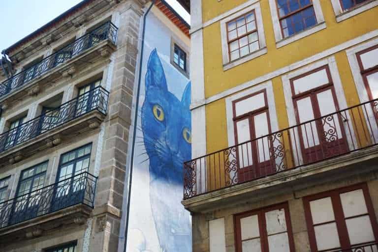 Blue cat - One week in Portugal