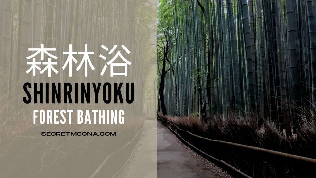 Shinrin-yoku (森林浴) or forest bathing, shown as a path running through the tall bamboo grove at Arashiyama, Kyoto