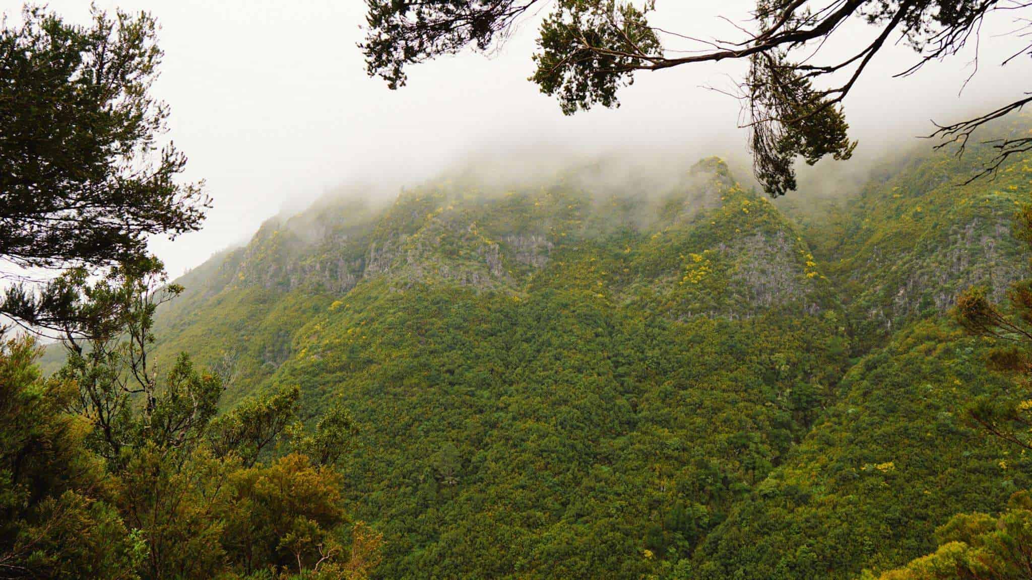 Foggy mountain in Madeira