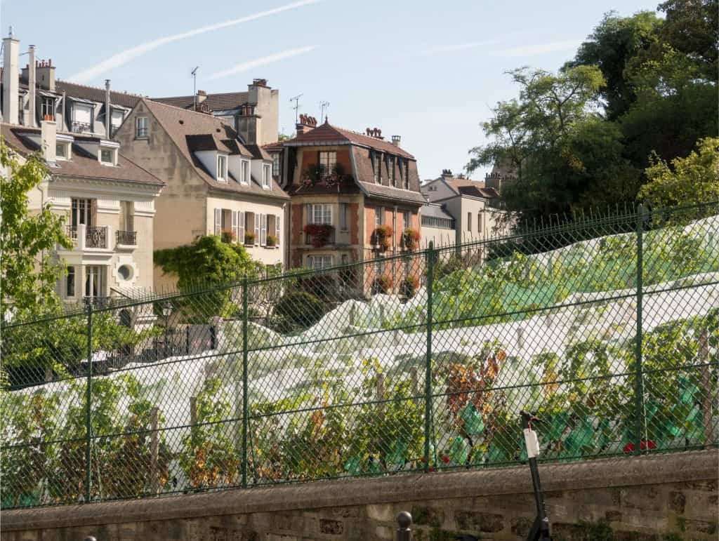 Clos Montmartre Vineyard - Montmartre, Paris