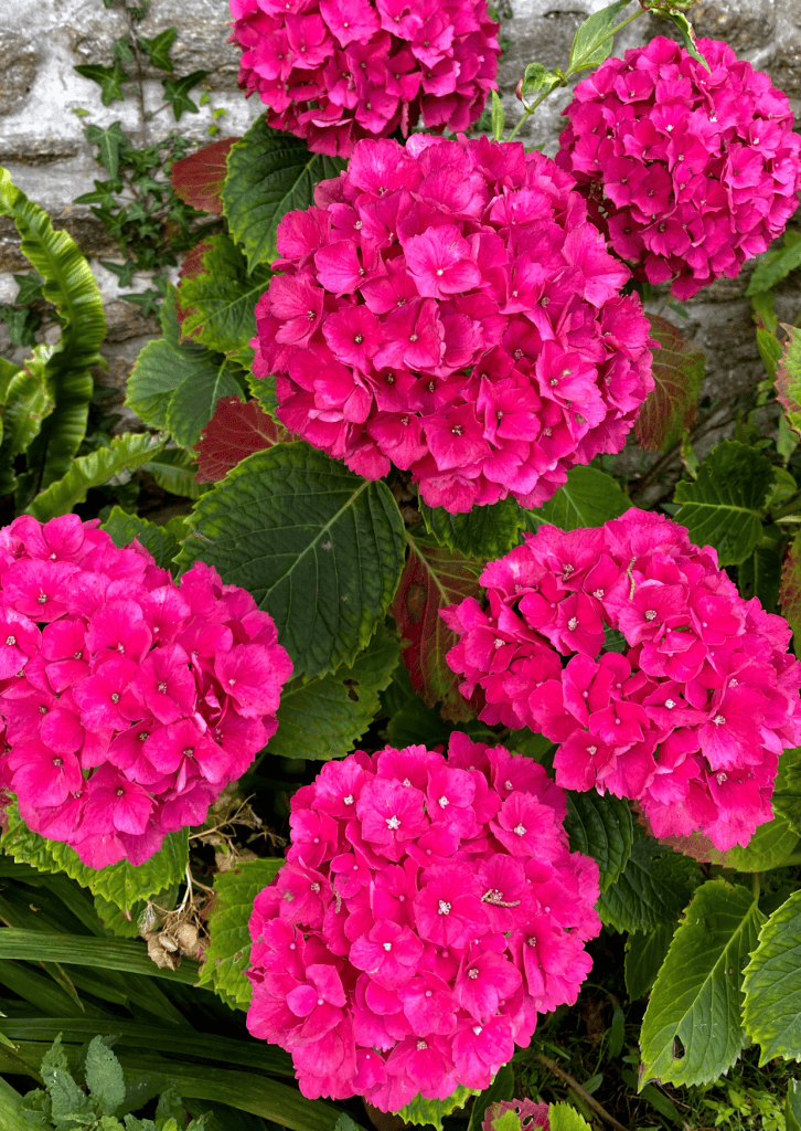 Things To Do In Brittany, France: A Journey Through Scenic Landscapes, And Authentic Culture. 34 A bunch of beautiful pink Hydrangea flowers blooming together, creating a vibrant and colourful display.
