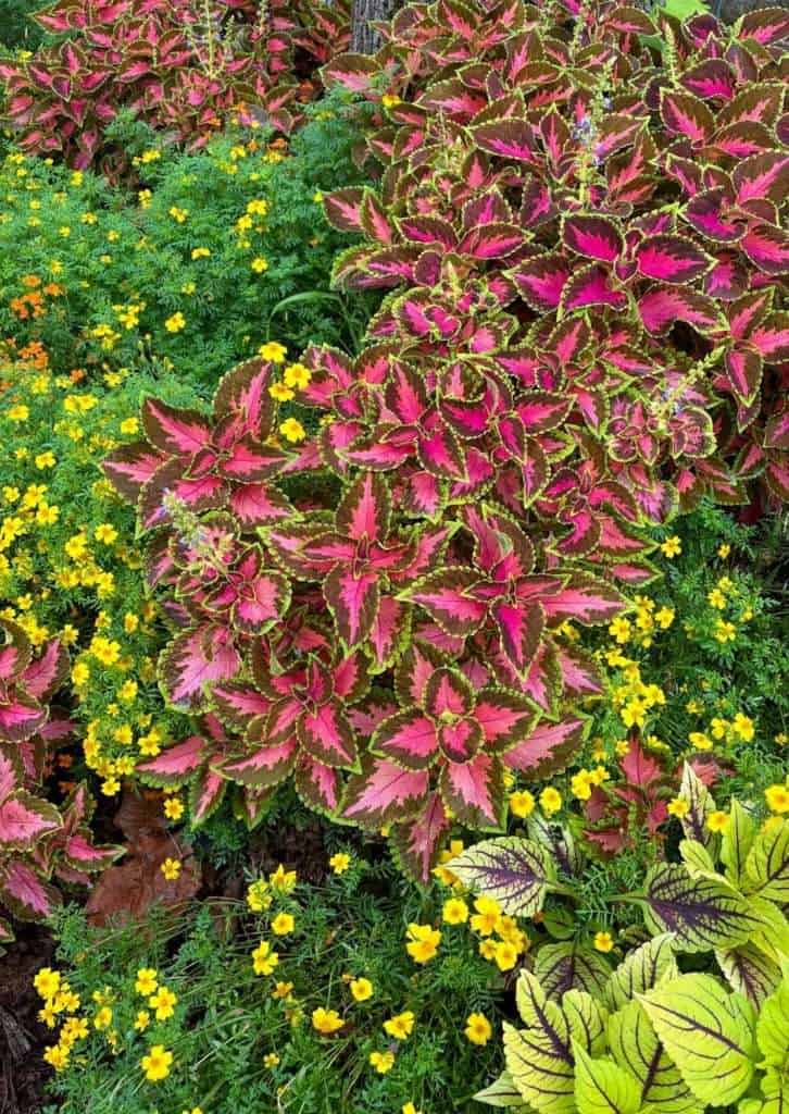 Flower beds, Chateau de Fontainebleau