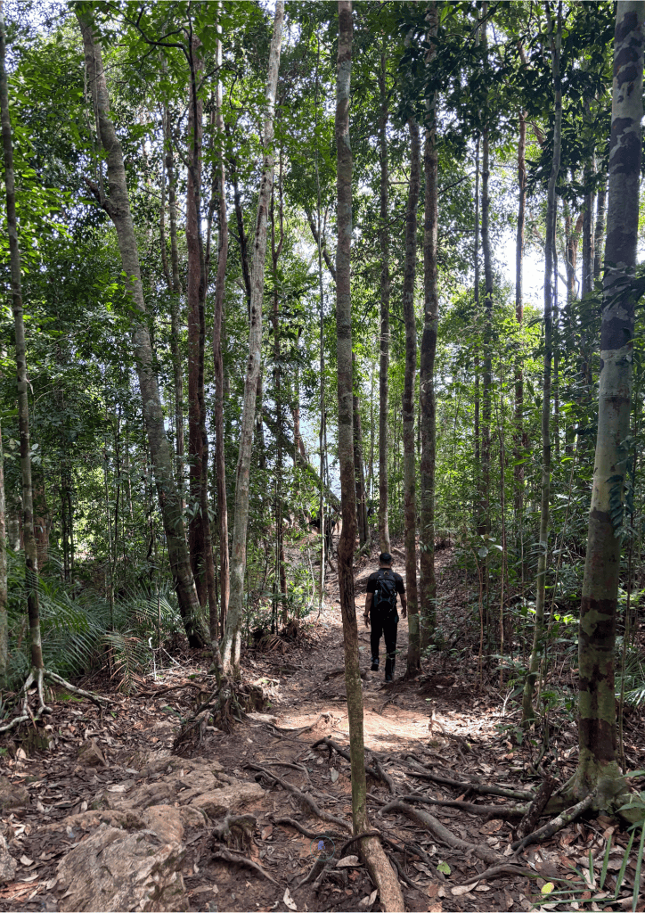 Man walking in a forest, Taman Negara - Malaysia itinerary 