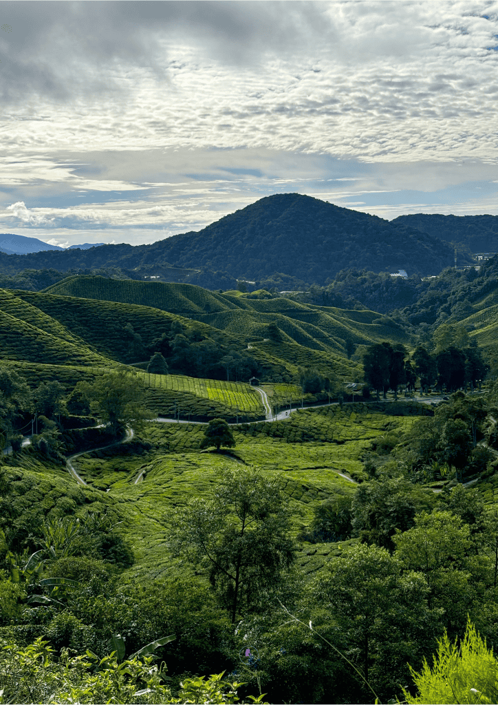 Cameron Highlands - Malaysia itinerary