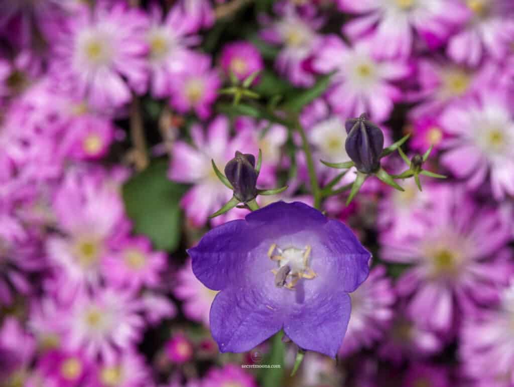 Discover Èze Village: The Most Beautiful Village in Southern France 32 Flowers atJardin Exotique Eze Village France