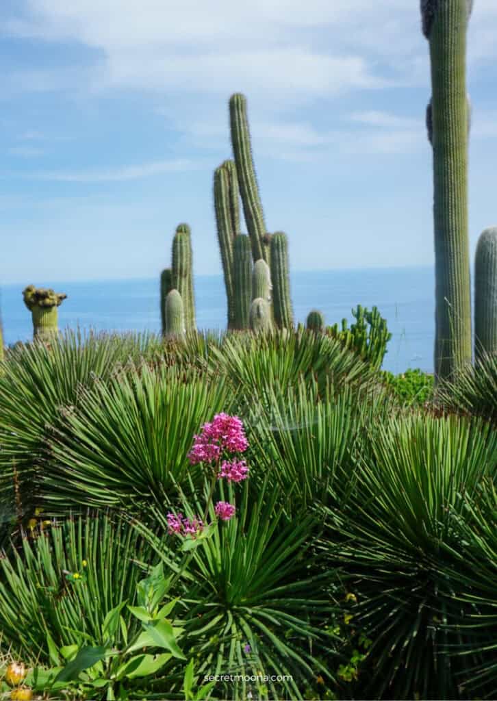 Discover Èze Village: The Most Beautiful Village in Southern France 20 Cacti at Jardin Exotique Eze - Eze Village France