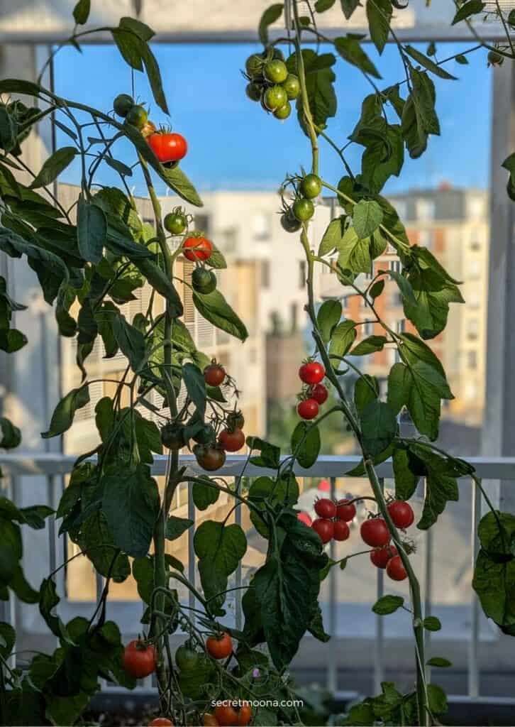 Cherry tomatoes growing at La Cité Maraîchère - Things to do in Pantin