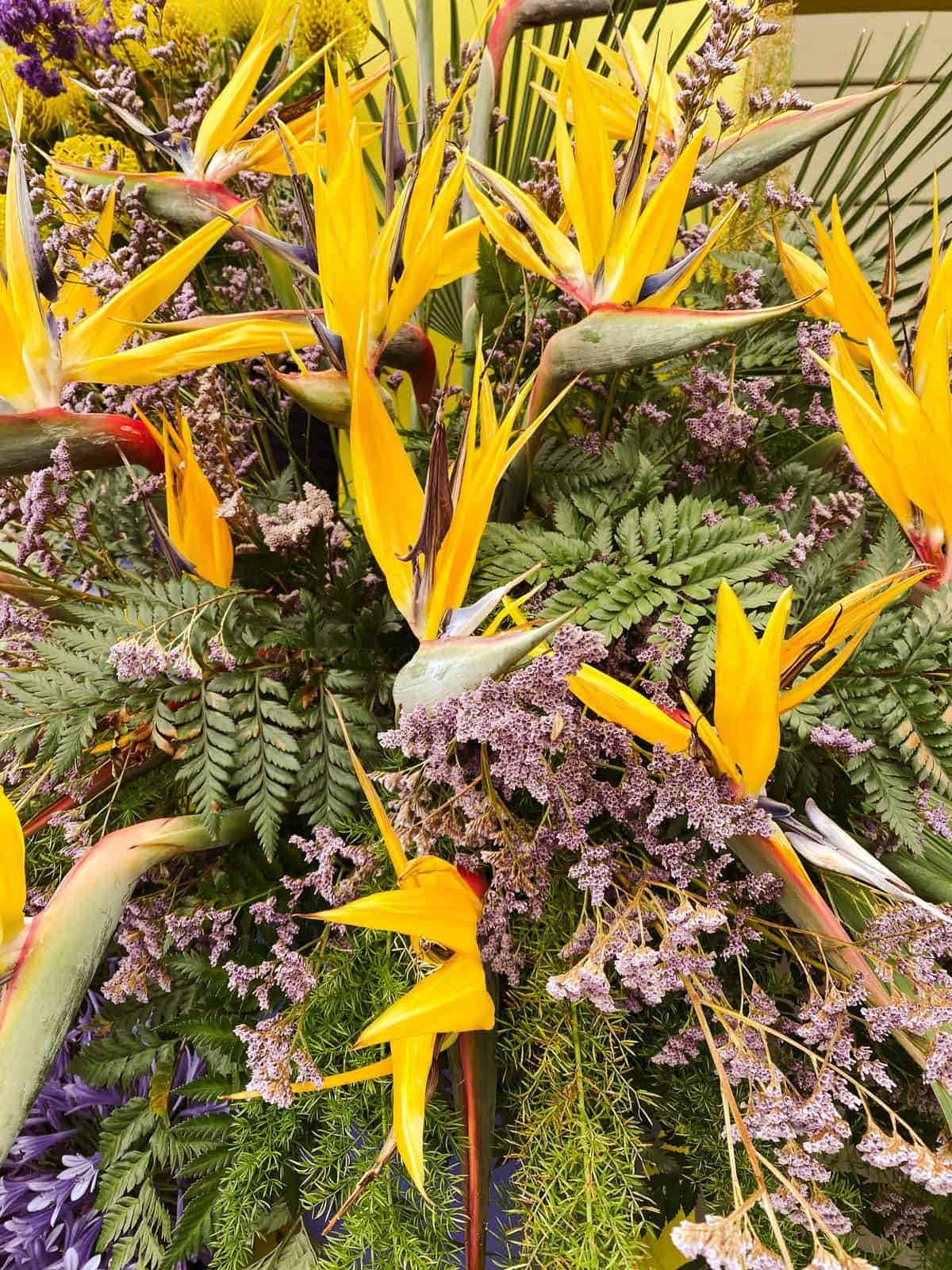 Orange bird of paradise flowers and yellow heliconia arranged against a bright yellow wall