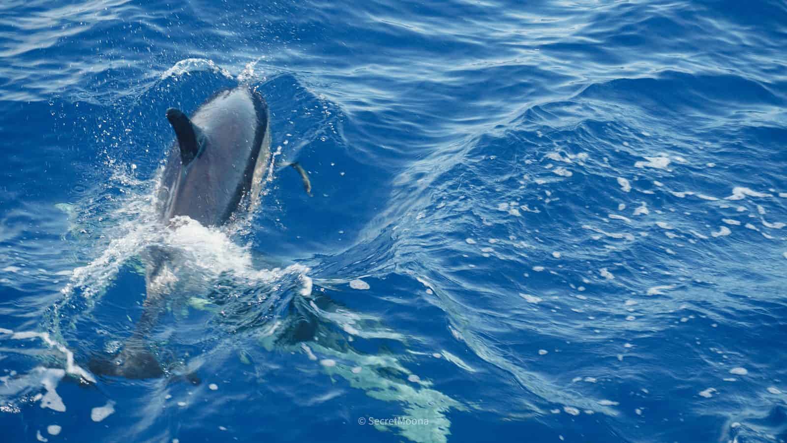 Two dolphins breaking the surface of deep blue water off the coast of Madeira