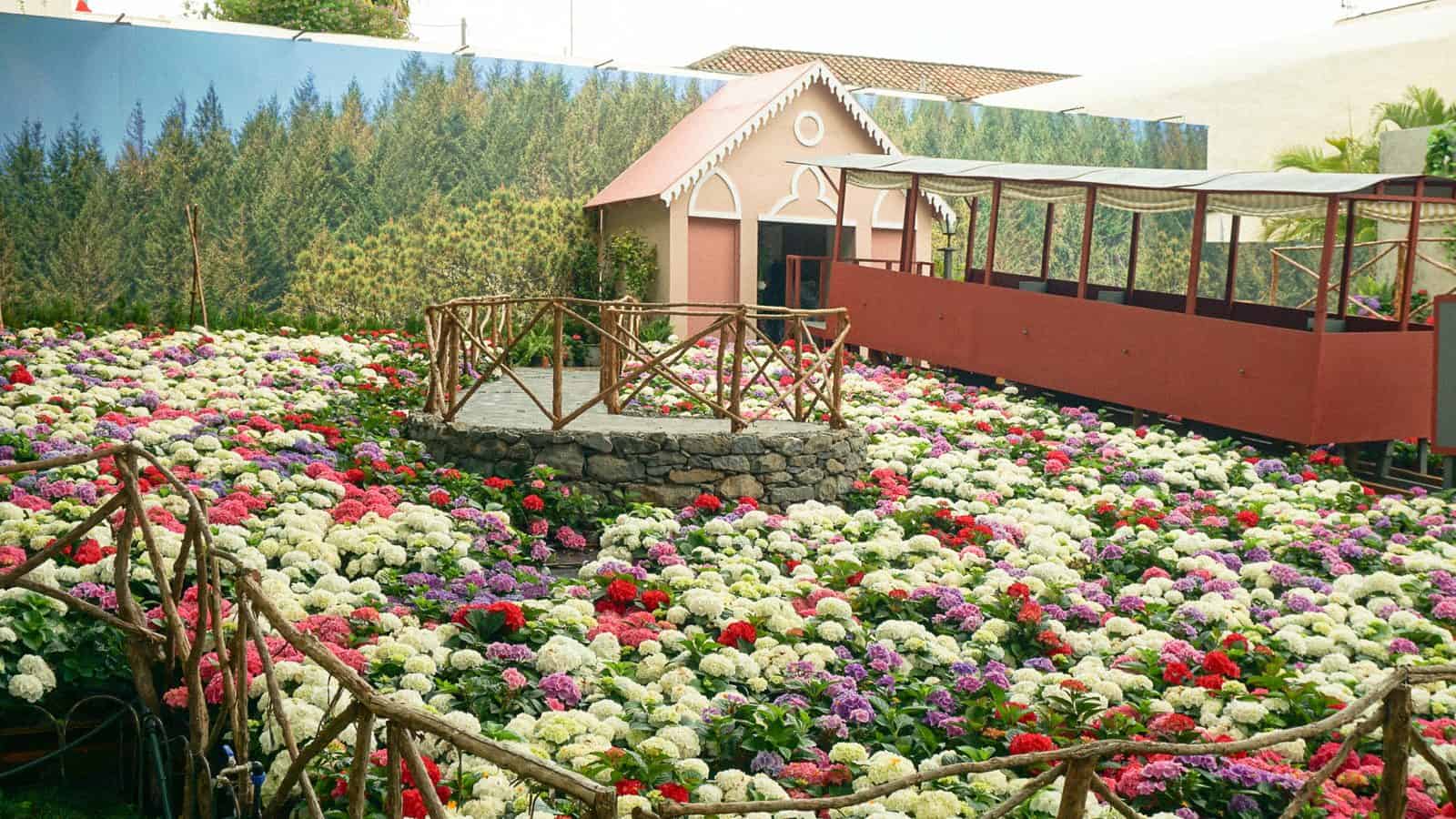 A flower display of hydrangeas and carnations laid out in a Funchal square during the Festa da Flor