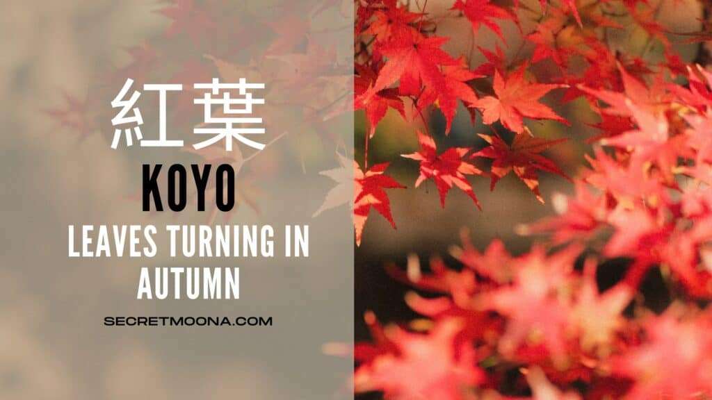Kōyō (紅葉), leaves turning in autumn, shown beside a canopy of bright red Japanese maple leaves