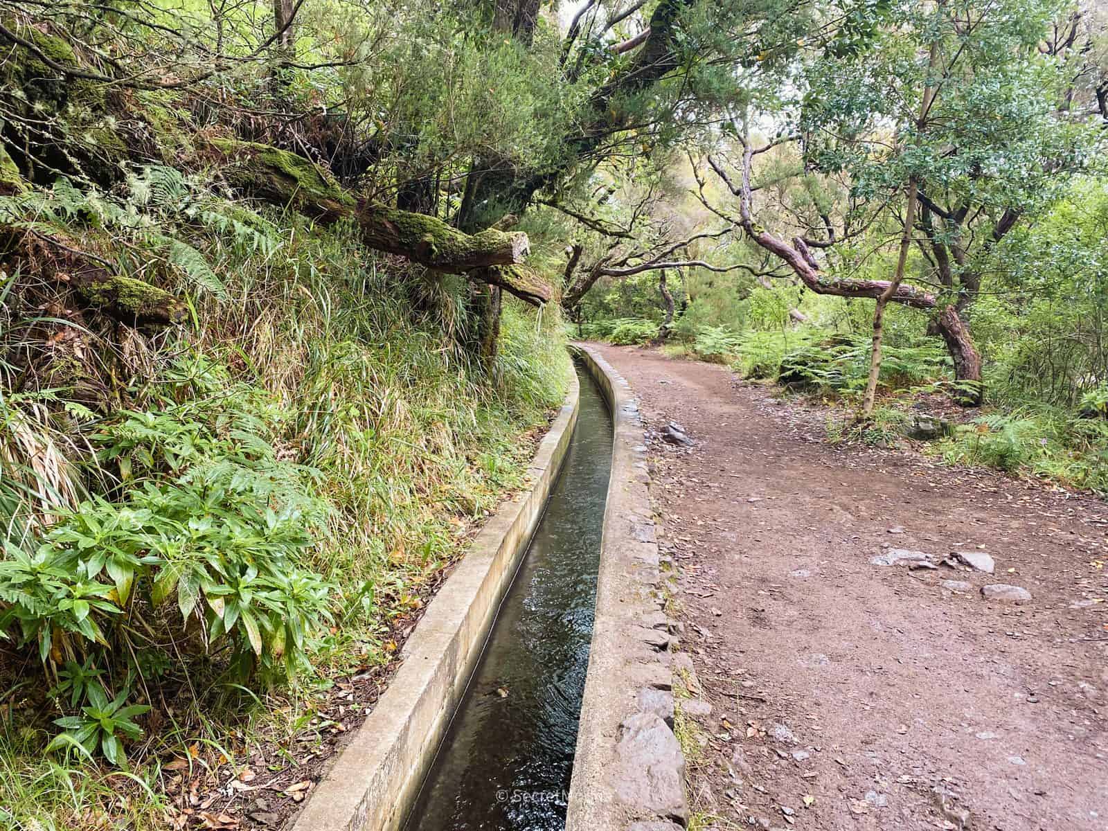 A narrow levada channel running alongside a dirt walking path through green forest