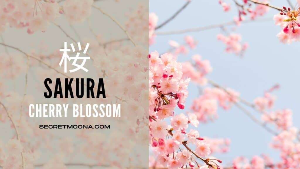 Sakura (桜), cherry blossom, shown beside masses of pale pink blossom against a clear blue sky