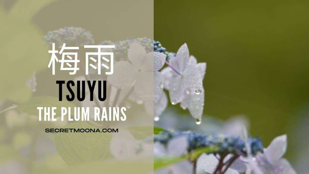 Tsuyu (梅雨), the plum rains, shown beside pale hydrangea florets hung with raindrops against deep green leaves
