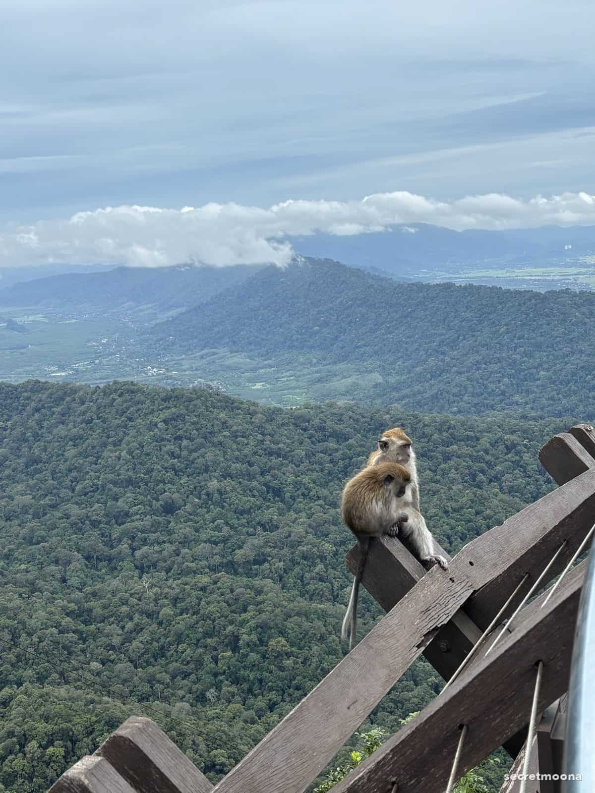A long-tailed macaque sitting on a timber railing at the SkyCab viewing deck, with the island behind