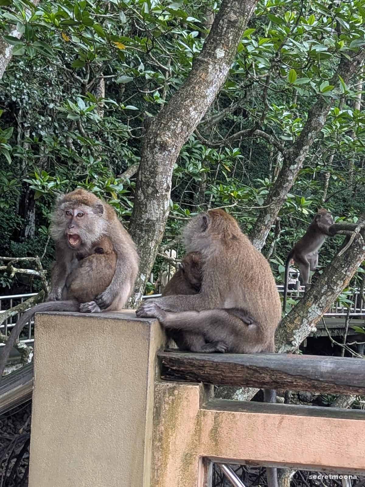 Two long-tailed macaques sitting on a railing at Kilim Karst Geoforest Park